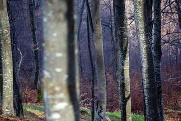 Pure nature in Romania