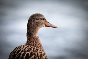 Potrait einer Ente am See