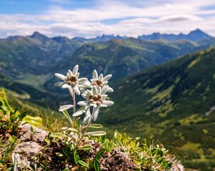 Three individuals, three very rare edelweiss mountain flower. Isolated rare and protected wild flower edelweiss flower (Leontopodium alpinum) growing in natural environment high up in the mountains. - obrazy, fototapety, plakaty