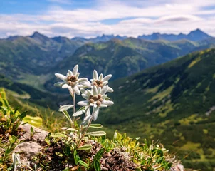 Fotobehang Tatra Three individuals, three very rare edelweiss mountain flower. Isolated rare and protected wild flower edelweiss flower (Leontopodium alpinum) growing in natural environment high up in the mountains.