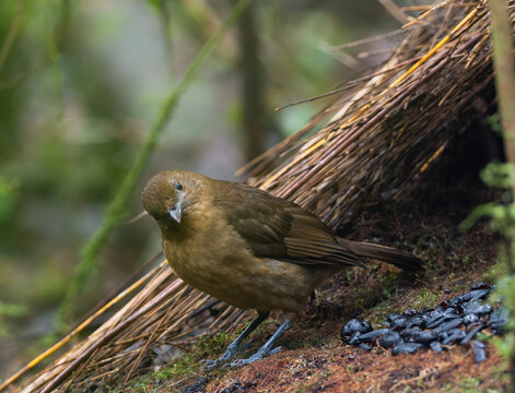 Vogelkop Bowerbird posing before part of his bower and decorations in the Arfak Mountains, West Papua, Indonesia
