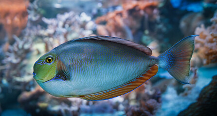 Fototapeta na wymiar Bignose Unicornfish Coral Reef Fish (Naso vlamingii)