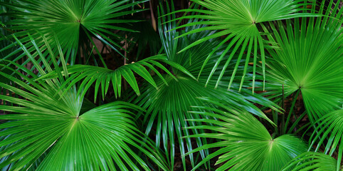 Tropical green leaves or sugar palm. Closeup nature view of green leaf and palms background.