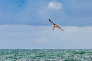 Brown Pelican flying over Port Aransas Texas. 