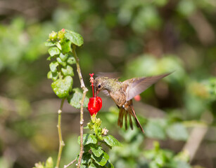 Buff-bellied Hummingbird getting nectar from flower.