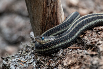 Pregnant Garter Snake at Forlorn Lakes in Washington
