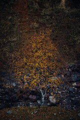 Photo of the birch in Autumn with yellow leafs it grows in edge of coast of river in mountain