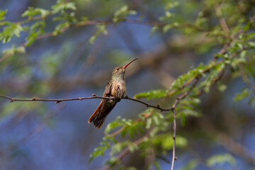 Buff-bellied Hummingbird sitting on tree limb resting.