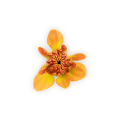 Dahlia flower yellow. Flower isolated on a white background. Flowers