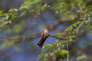 Buff-bellied Hummingbird posing for camera.