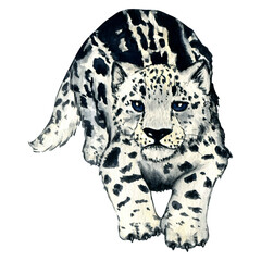 Watercolor wild forest animals: snow leopard kitten, irbis isolated on white background. Woodland hand-painted nature illustration for kids design, postcards, poster and print.