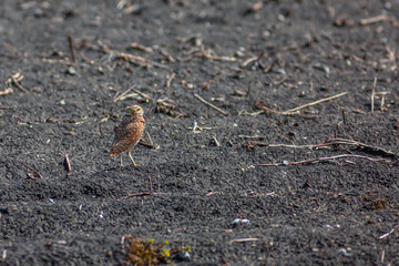 Burrowing Owl on guard near nest.   Cowboys called them the 