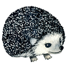 Watercolor wild forest animals: hedgehog isolated on white background. Woodland hand-painted nature illustration for kids design, postcards, poster and print. Clip art for nursery design. © Irina