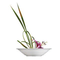 decorative flowers and plants for the interior, isolated on transparent background, 3D illustration, cg render