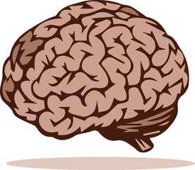 human brain illustration