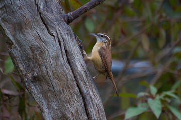Carolina Wren perched on dead tree trunk.