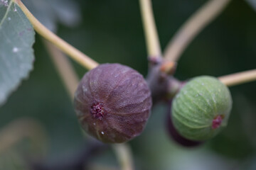 fig