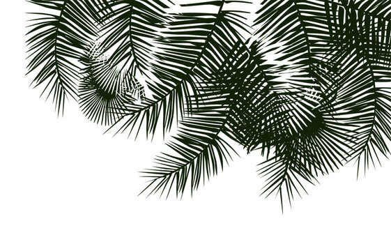 Palm leaves silhouette background. Vector illustration © Мария Неноглядова