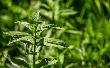 Mint leaves close up. Growing peppermint bushes, ingredient and spice for food and drinks. Refreshing smell.