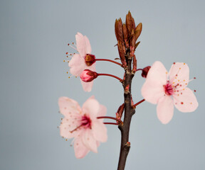 Fototapeta premium Almond tree flowers in spring time