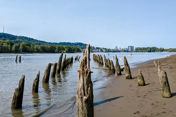 Driftwood onn Sellwood Beach in Portland, OR
