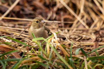 Buchfink frißt Sonnenblumenkern am Boden