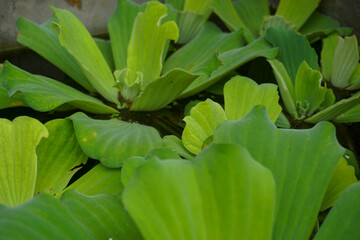 Obraz premium Stock photo of Young plant Growing In Sunlight