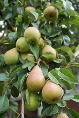Pear tree with ripe organic pears in a summer garden, fruits growing on a branch