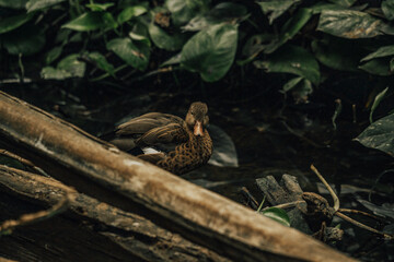duck