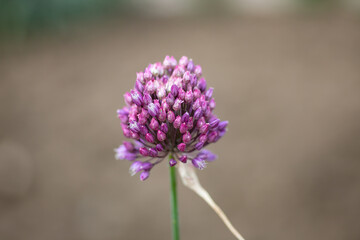 thistle flower