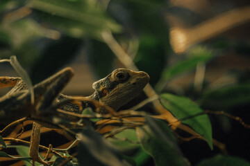 Lizard in leaves