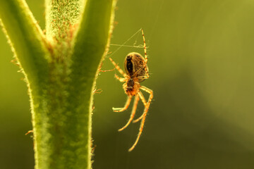 spiders in nature reserve