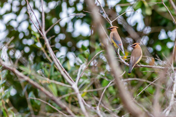 Obraz premium Cedar Waxwing pair in tree looking for berries.