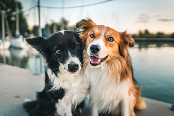 Border collies being best friends