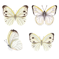 Set of watercolor cabbage butterflies isolated on white background. Perfect for wallpaper, print, textile, nursery, scrapbooking, wedding invitation, banner design, postcards, clothing
