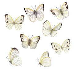 Fototapeta na wymiar Set of watercolor cabbage butterflies isolated on white background. Perfect for wallpaper, print, textile, nursery, scrapbooking, wedding invitation, banner design, postcards, clothing