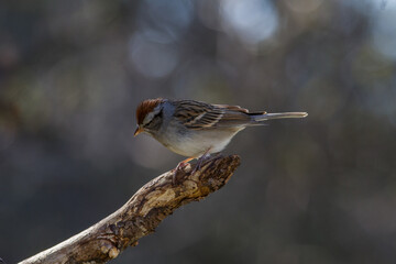 Chipping Sparrow perched up high looking for food.