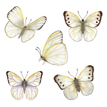 Set of watercolor cabbage butterflies isolated on white background. Perfect for wallpaper, print, textile, nursery, scrapbooking, wedding invitation, banner design, postcards, clothing