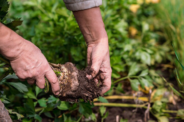 Farmer's hands are clearing the excavated celery root from the ground in close-up on the background of a garden bed on a sunny day. Background. Selective focus