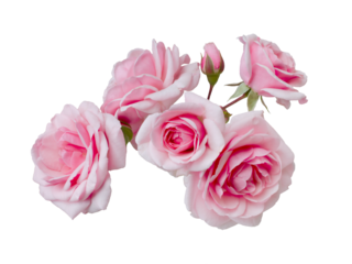 Delicate pink roses with green leaves isolated on white background