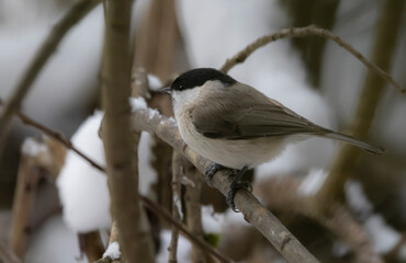 Tannenmeise im Winter.