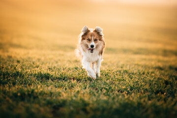 Border collie running in the field