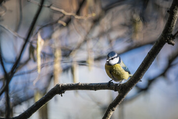 blue-tit on a hazel branch