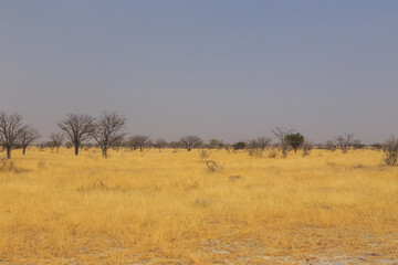 African savannah in Etosha National Park. Namibia.