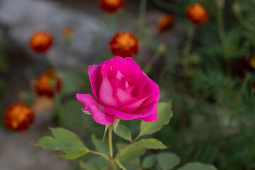 Pink Rose on The Tree Close up Photos