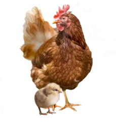 Foto auf Leinwand chicken and chick on transparent © photorebelle