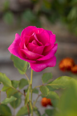 Pink Rose on The Tree Close up Photos