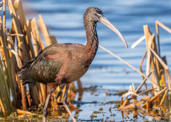 A glossy ibis wading in the shallow marsh water. 
