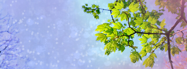 horizontal long panorama of young green foliage, young leaves sway in wind, concept flora, natural zones temperate zone of europe, nature protection, living energy, wind, weather forecast