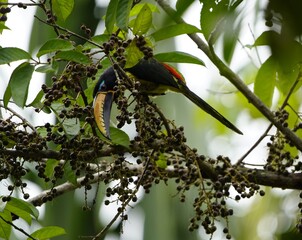 The chestnut-eared aracari, or chestnut-eared araçari (Pteroglossus castanotis), is a bird native to central and south-eastern South America.  Ramphastidae family. Amazon rainforest, Brazil.
